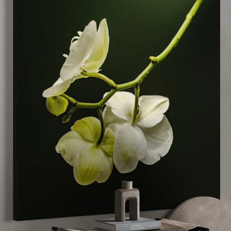 tablou canvas "eleganță naturală" orhidee albă pe fundal contrastant, artă murală modernă